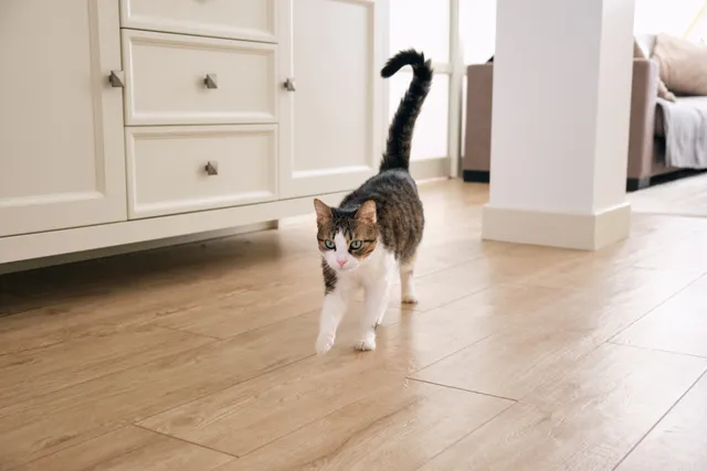 Sudden Loss of Balance in Cats: Our Vet Explains Signs, Causes, Treatment & FAQ