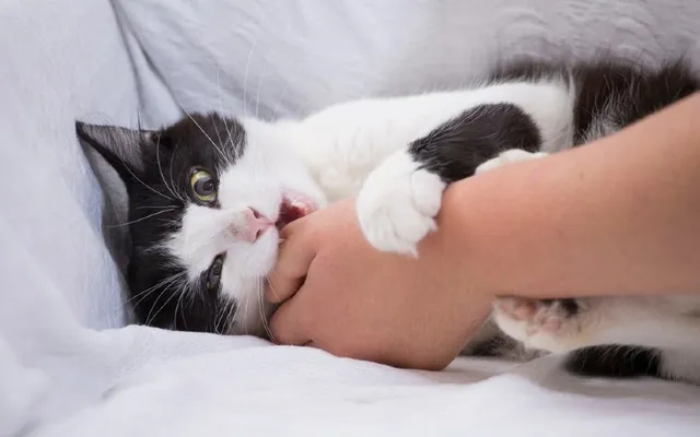 Why Does My Cat Hug My Arm & Bite Me? Our Vet Answers & Explains