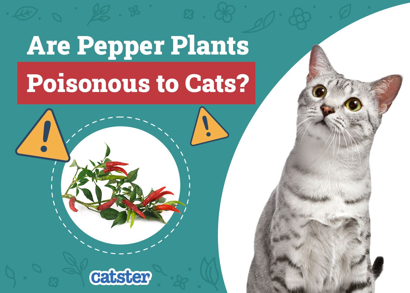 Catster_Are Pepper Plants Poisonous to Cats