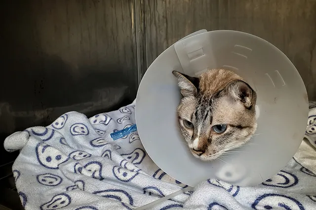 FIV in Cats (Feline Immunodeficiency Virus): Vet Explained Causes, Signs & Care