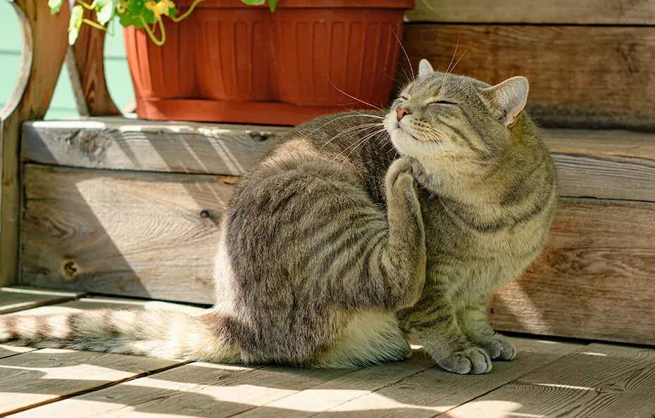 cat scratching itself