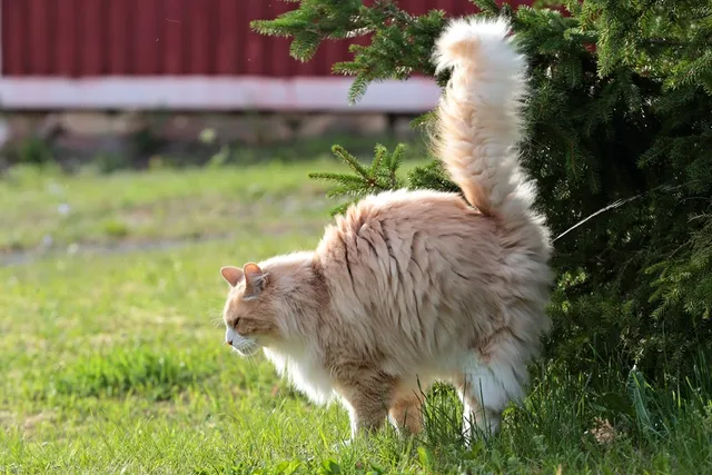 Why Do Cats Spray? Our Vet Explains the Common Reasons & Solutions