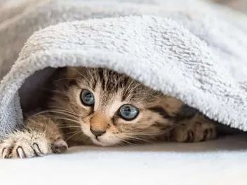 Do Cats Like Blankets? Vet-Reviewed Feline Behavior Explanation & Safety Tips