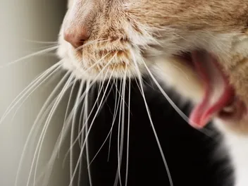 My Cat Coughing Sounds Like a Duck, What's Wrong? Vet-Verified Facts