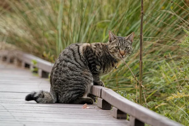 American Ringtail Cat Breed: Info, Pictures, Care & More