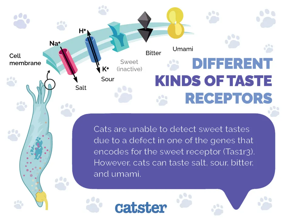 Different Kinds of Taste Receptors