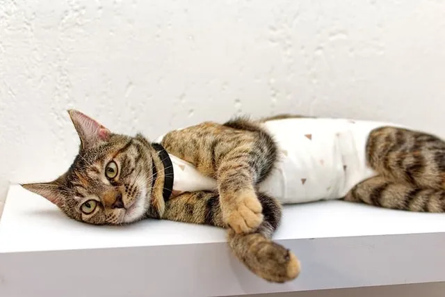 What Happens If You Neuter a Cat Too Early? Vet-Reviewed Facts & Advice