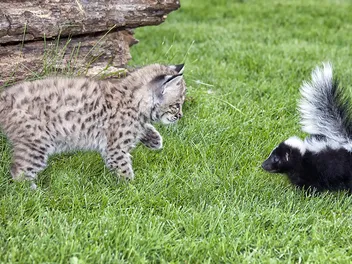 How to Get Skunk Smell Off Your Cat: 3 Easy Methods