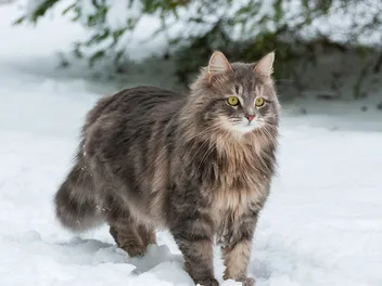 8 Siberian Cat Colors & Patterns (With Pictures)