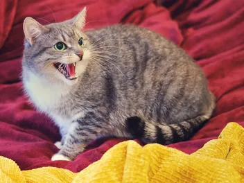 Cat Resource Guarding: Vet-Reviewed Causes & What to Do