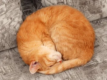 What Is Cat Shrimping? Explanation With Pictures