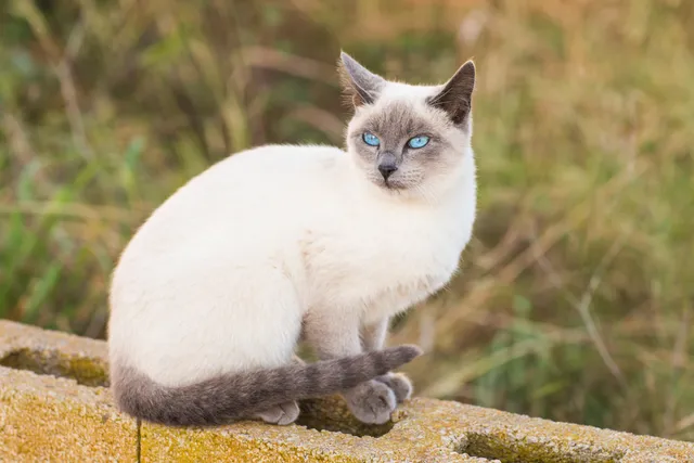 Are Siamese Cats Hypoallergenic? Vet-Verified Breed Facts & Allergy Tips