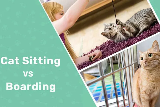 Cat Sitting vs Boarding: What to Consider, Pros & Cons (Vet Reviewed)