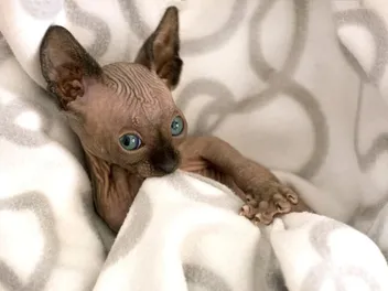 The Real Reasons Kittens Suckle! Warning: High Level of Cuteness Follows