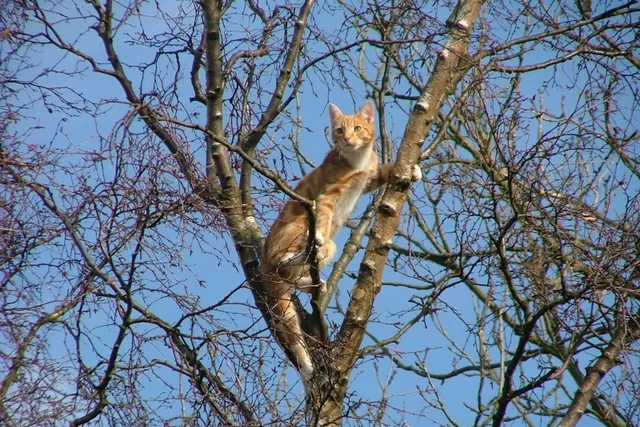 Can a Cat Climb Down a Tree? Vet-Reviewed Anatomy Facts & Rescue Tips
