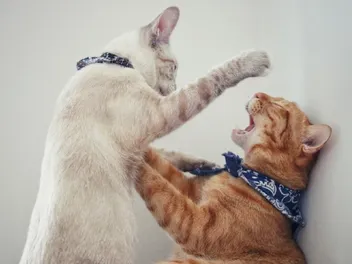 Is It Normal For Well-Adjusted Cats To Get Into Fights? Vet-Verified Reasons & Solutions