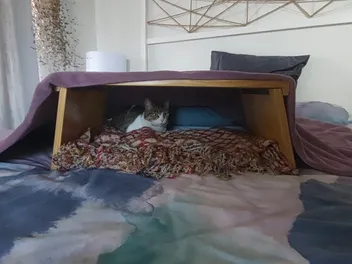 Milly's First Days In Cape Town: Helping a Cat Settle Into a New Home