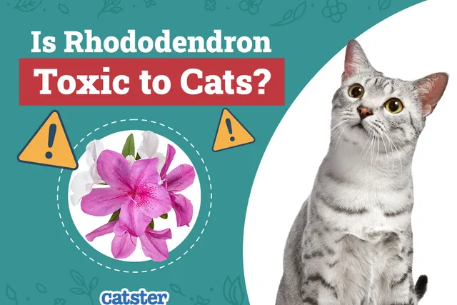 Is Rhododendron Toxic to Cats? Vet Approved Facts & Safety Tips