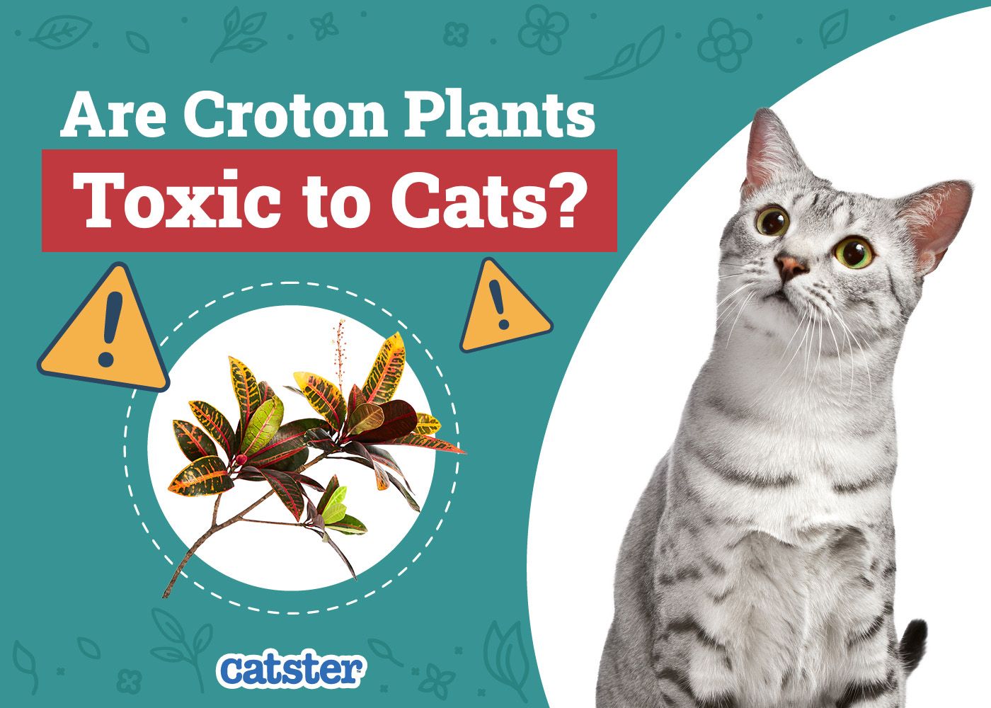 Catster_Are Croton Plants Toxic to Cats