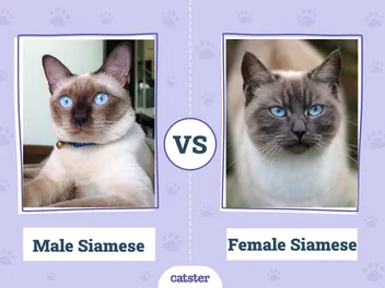 Male vs Female Siamese: What’s the Difference? (With Pictures, Vet-Reviewed)
