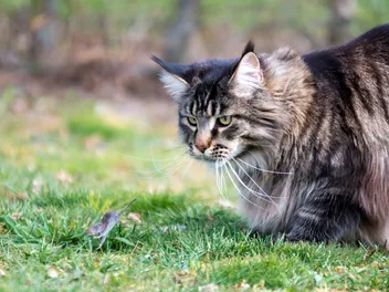 Top 13 Cat Breeds for Catching Mice (With Info & Pictures)
