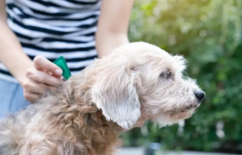 woman applying tick and flea prevention medicine treatment to dog