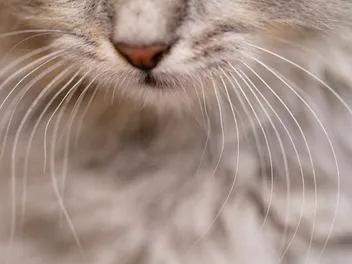 Why Do Cats Have Whiskers? Vet-Reviewed Functionality Facts & FAQ