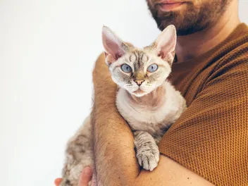 How Much Does a Devon Rex Cat Cost? 2026 Price Guide