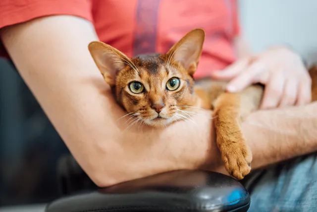 Cat Mindfulness: How I Learn Consciousness From My Cat Every Day