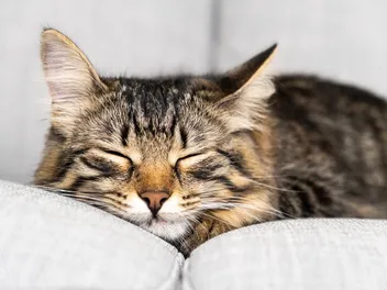 How Many Hours Does a Cat Sleep? Vet-Reviewed Facts & FAQ