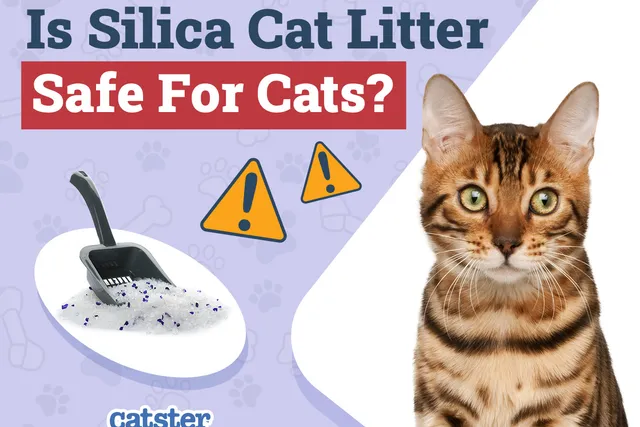 Is Silica Cat Litter Safe for Cats? Vet-Approved Pros, Cons & FAQ