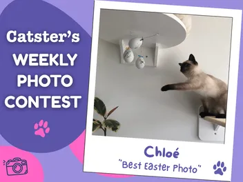 Catster’s Weekly Photo Contest Winners: Best Easter Photo (April 9, 2026)