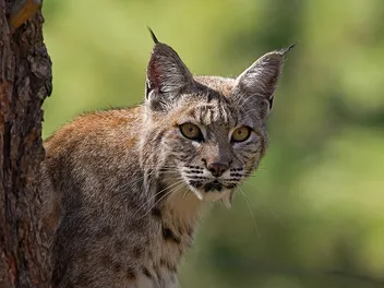 10 Exotic Cat Breeds That Are Legal to Keep as Pets in the US (With Pictures)