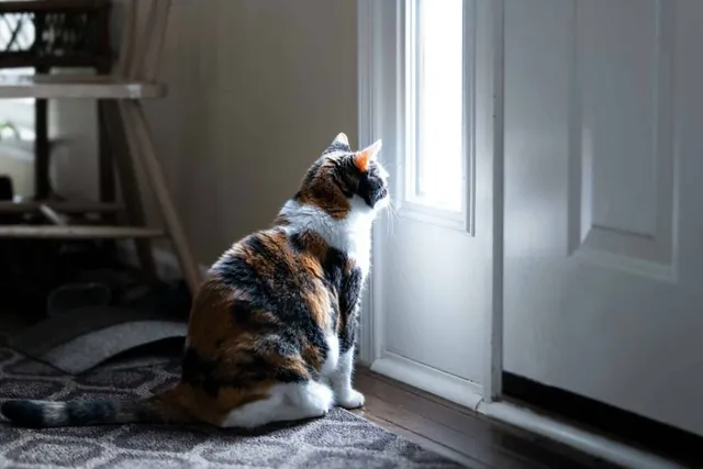 Why Cats Sit by the Door (But Don't Go Through It)