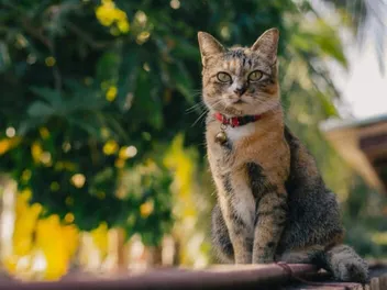 How To Open a Breakaway Cat Collar in 4 Simple Steps