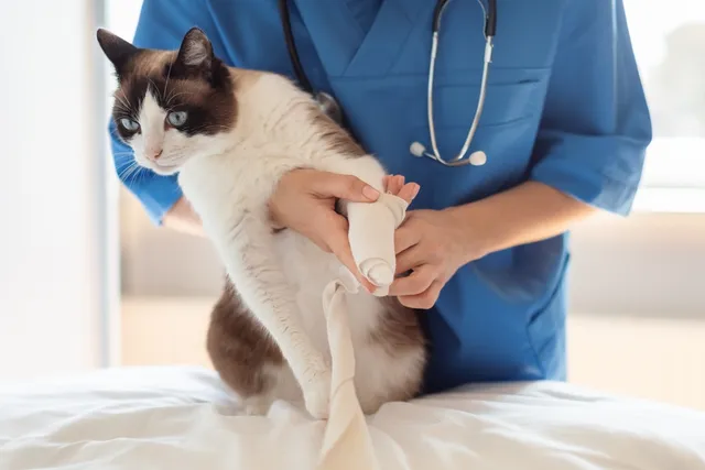 How to Bandage a Cat Paw: 4 Vet-Approved Tips