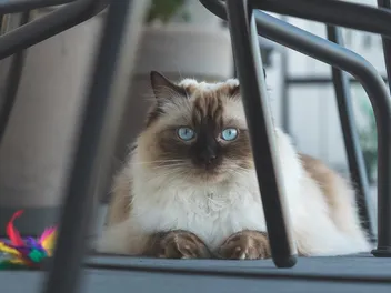 24 Types of Ragdoll Cat Colors & Patterns (With Pictures)