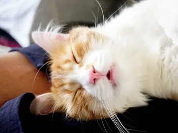 Is Cat Snoring Normal? Facts & When to Worry