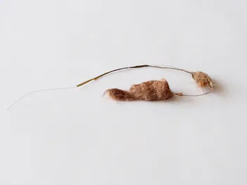 Why Do Cats Get Hairballs? Vet-Approved Causes & Prevention