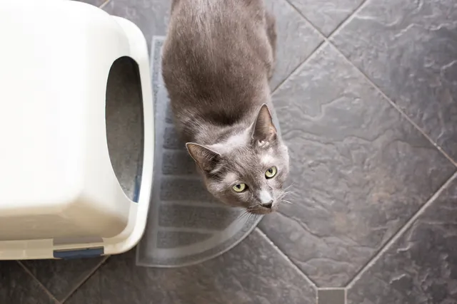 Why Your Cat's Poop Smells Like a Biohazard
