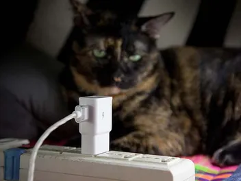 Can a Cat Detect Electricity? Vet-Reviewed Facts & FAQ