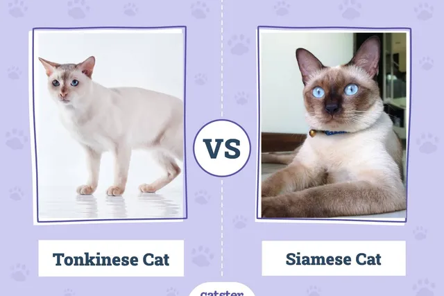Tonkinese vs Siamese Cat: What's The Difference? (With Pictures)
