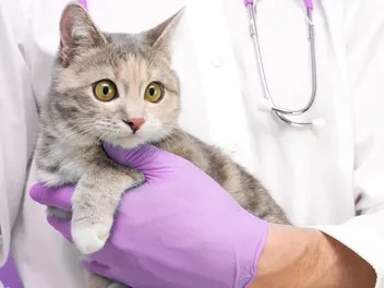 When Is Pet Cancer Awareness Month? History & How to Celebrate