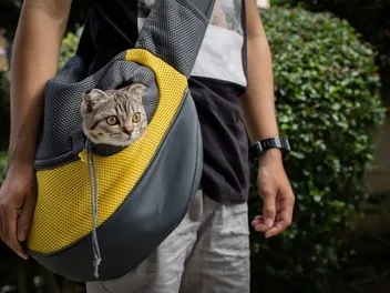 10 Best Cat Carriers for Large Cats in 2026 - Reviews & Top Picks