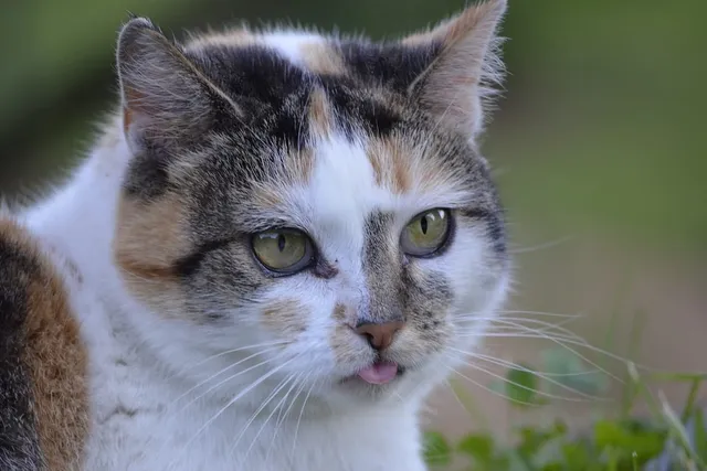 Why Do Cats Stick Their Tongue Out? 10 Vet-Verified Reasons