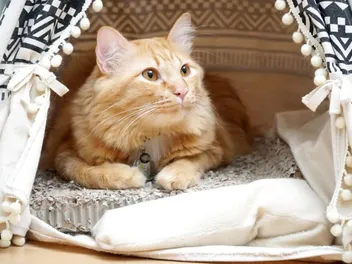11 DIY Cat Tents & Teepees You Can Make Today (With Pictures)