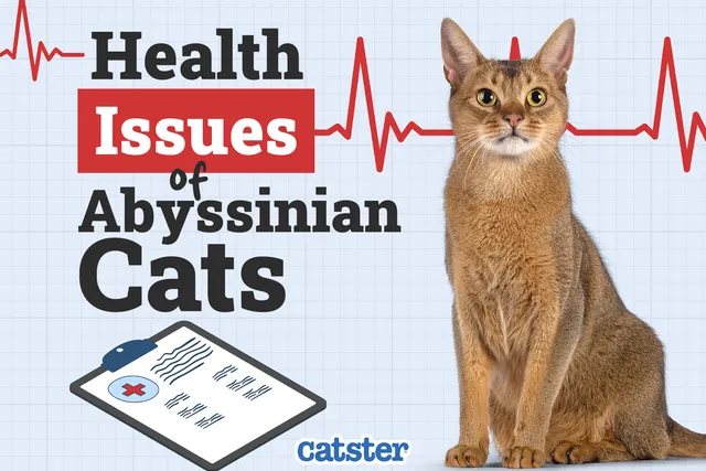 Abyssinian Cat Health Problems: Our Vet Discusses 5 Common Issues