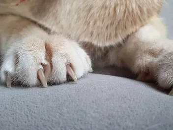 10 Interesting Facts About Cat Claws & Their Anatomy (Vet-Reviewed)