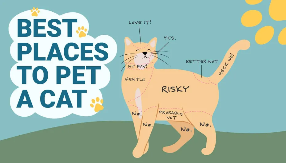 best places to pet a cat