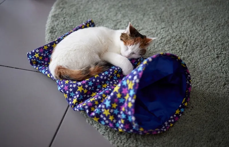 cute Anatolian cat